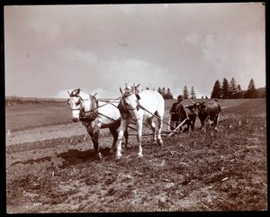 1904年、ニューヨーク州エソパスクリークのアルトンブルックスパーカーの所有地を耕す（シルバーゼラチンプリント）